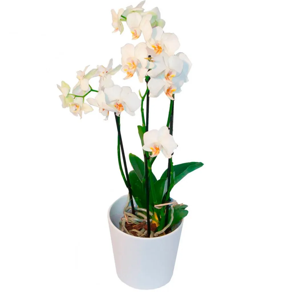 Phalaenopsis Z Dekoracyjną Doniczką - Finlandia