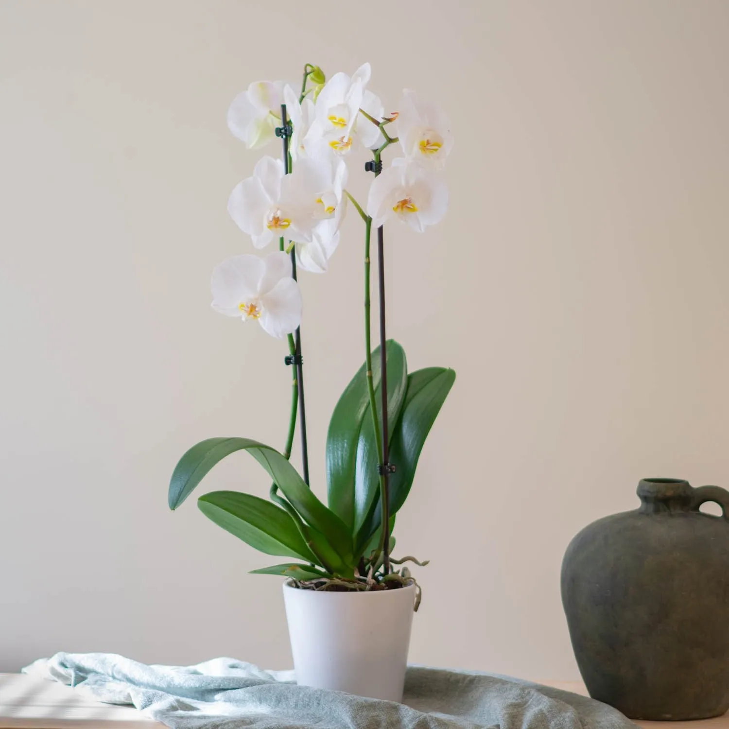 Phalaenopsis Premium Plant - Portugal