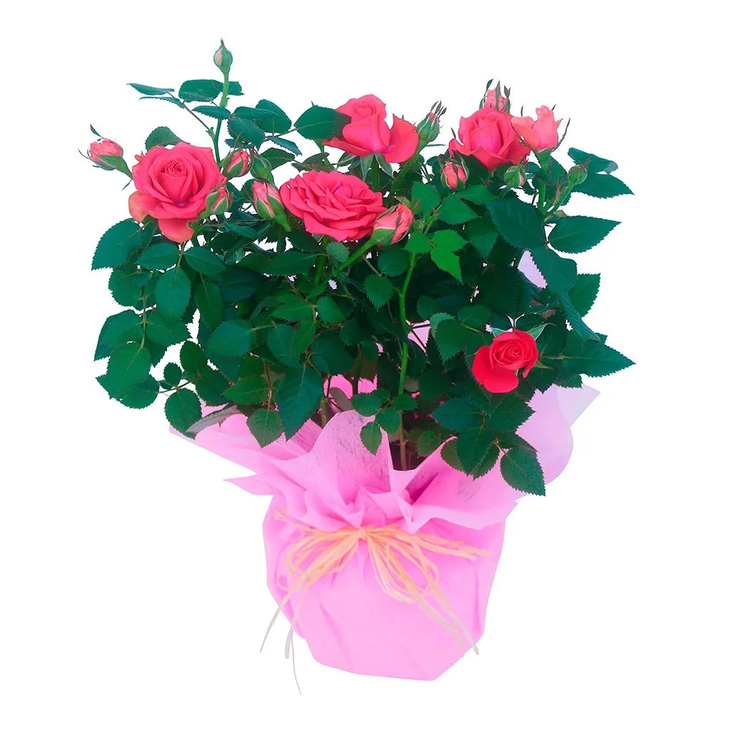 Rose plant