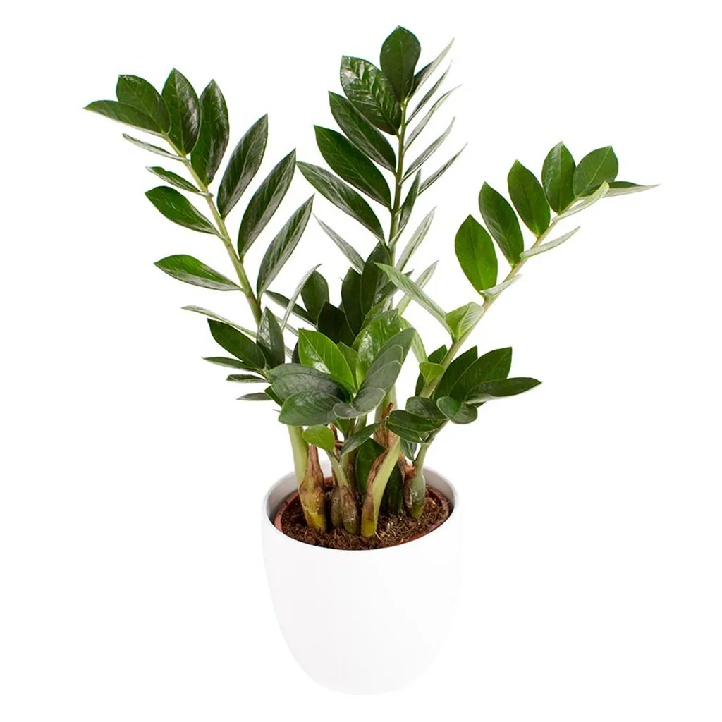 Zamioculcas - Finlandia