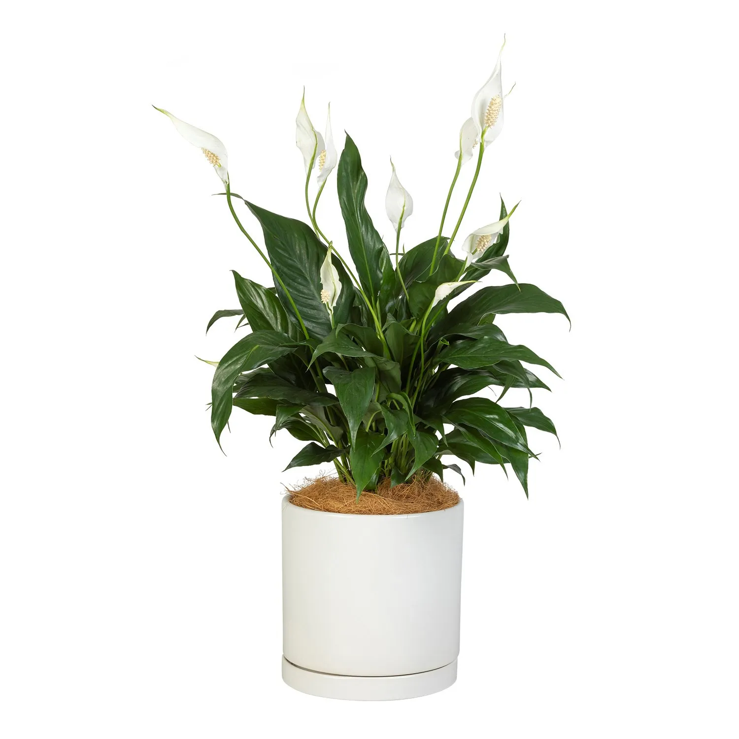 White Peace Lily - Australia