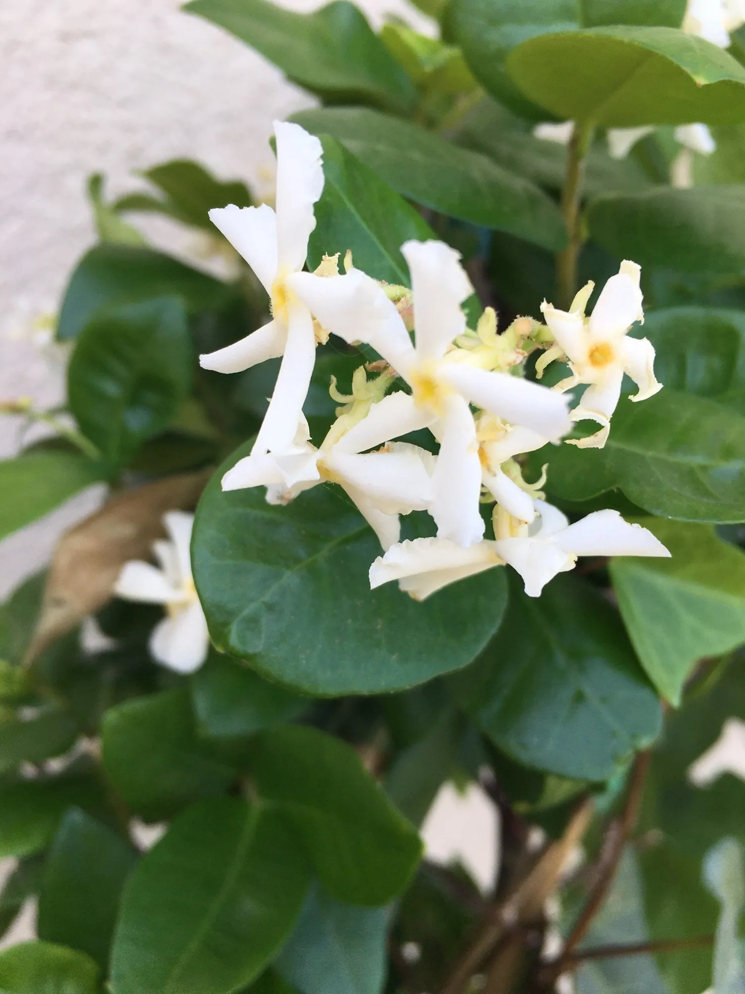 Jasmine Plant - Thailand