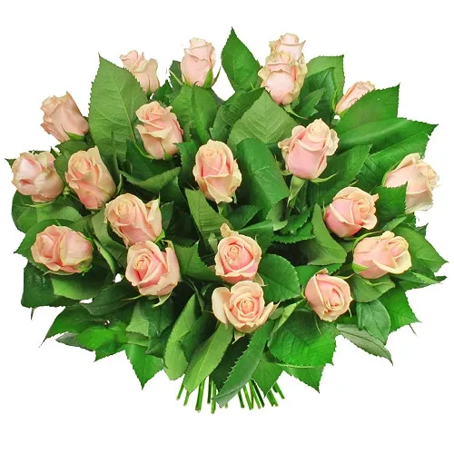 Flowers of Fortuna, a bouquet of 20 cream roses, light pink roses in a spiral bouquet