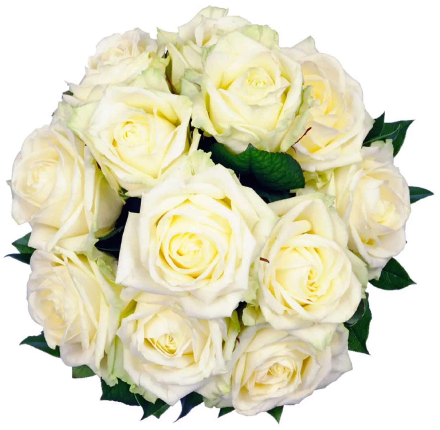 Affection White Roses - Bulgaria