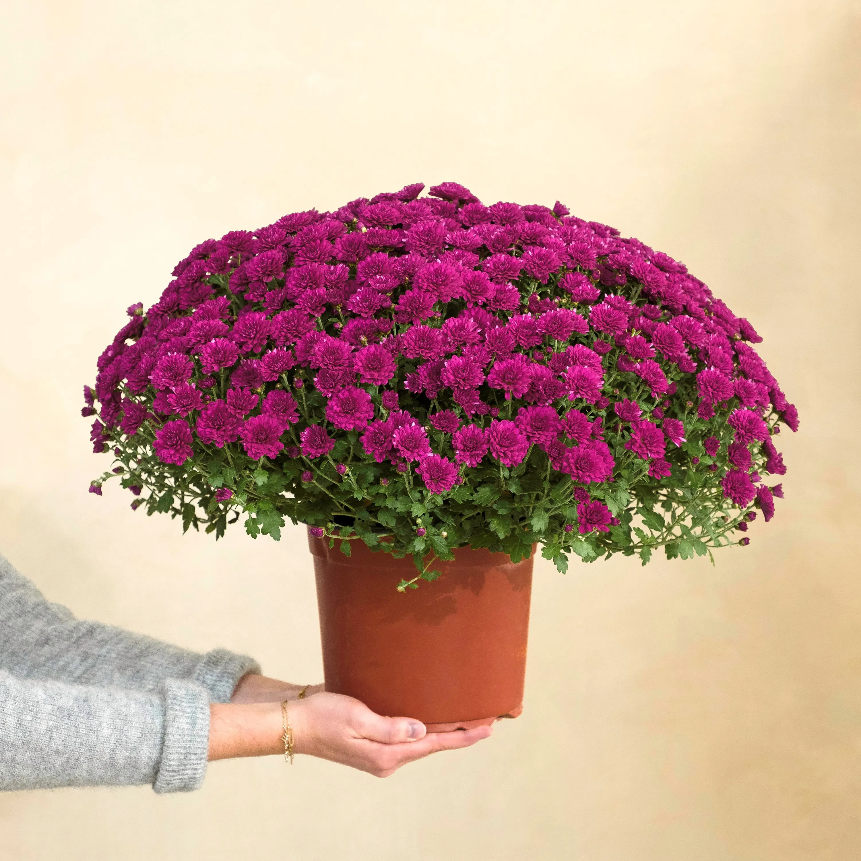 Chrysantheme mauve - France