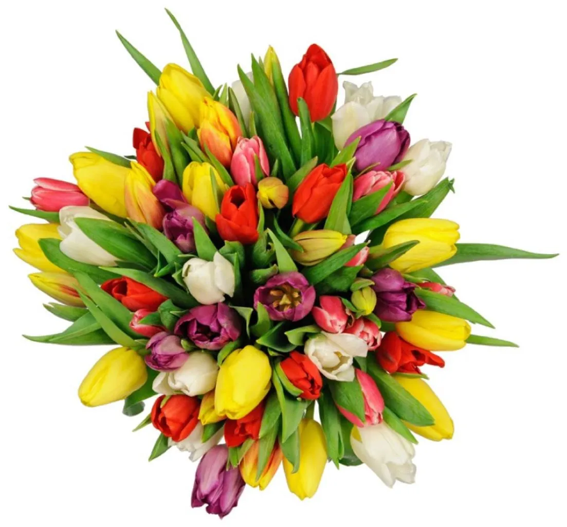 Tulipa - Bulgaria