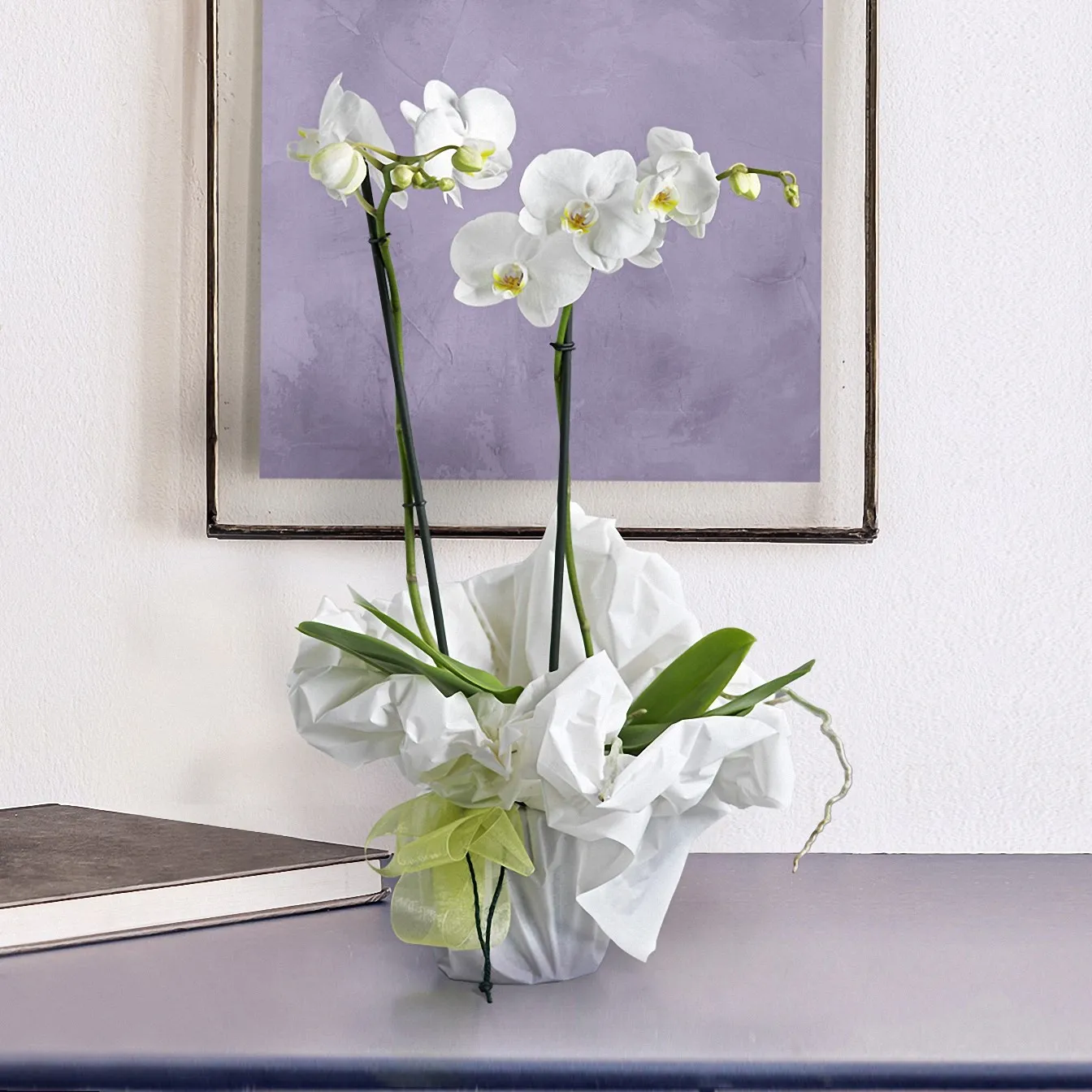 White Orchid - Italy