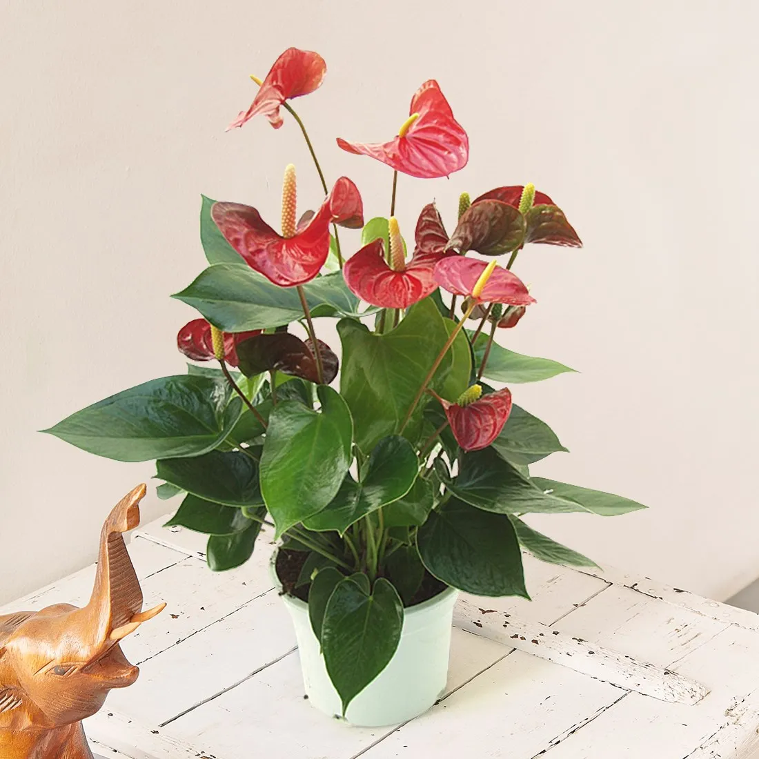 Red Anthurium - Italy