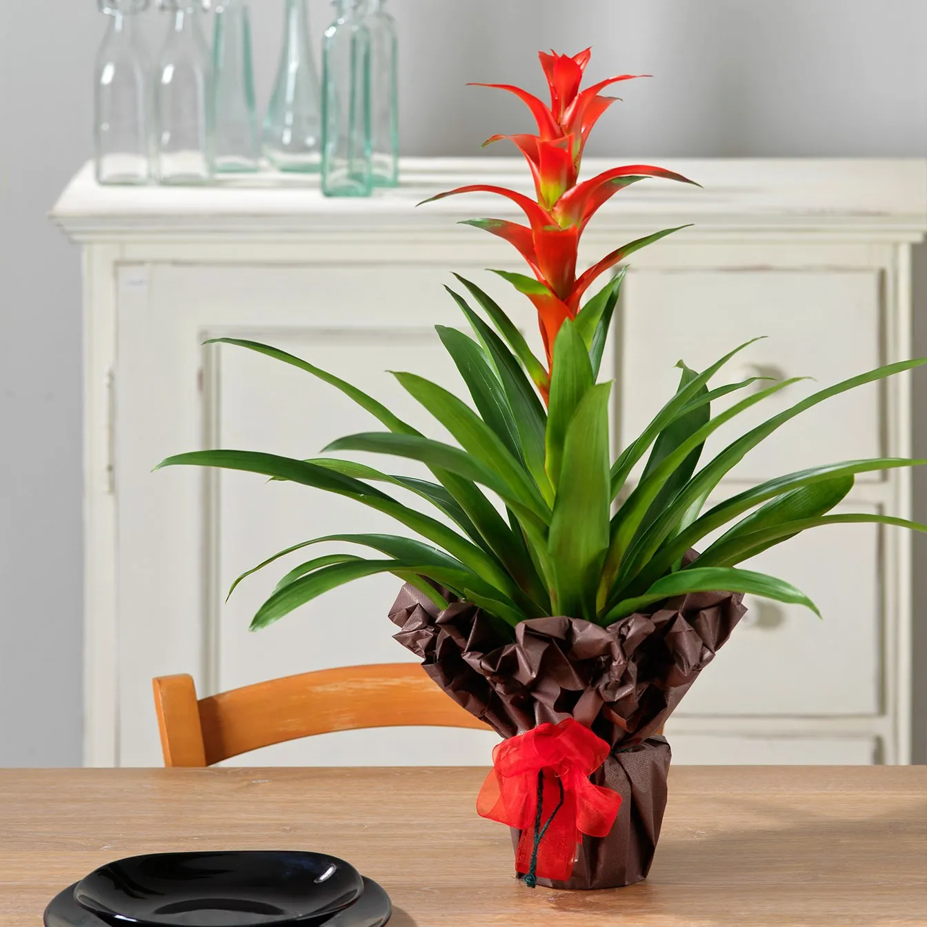 Guzmania - Italy