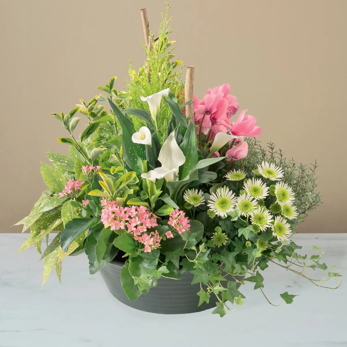 Delicates pensees - France