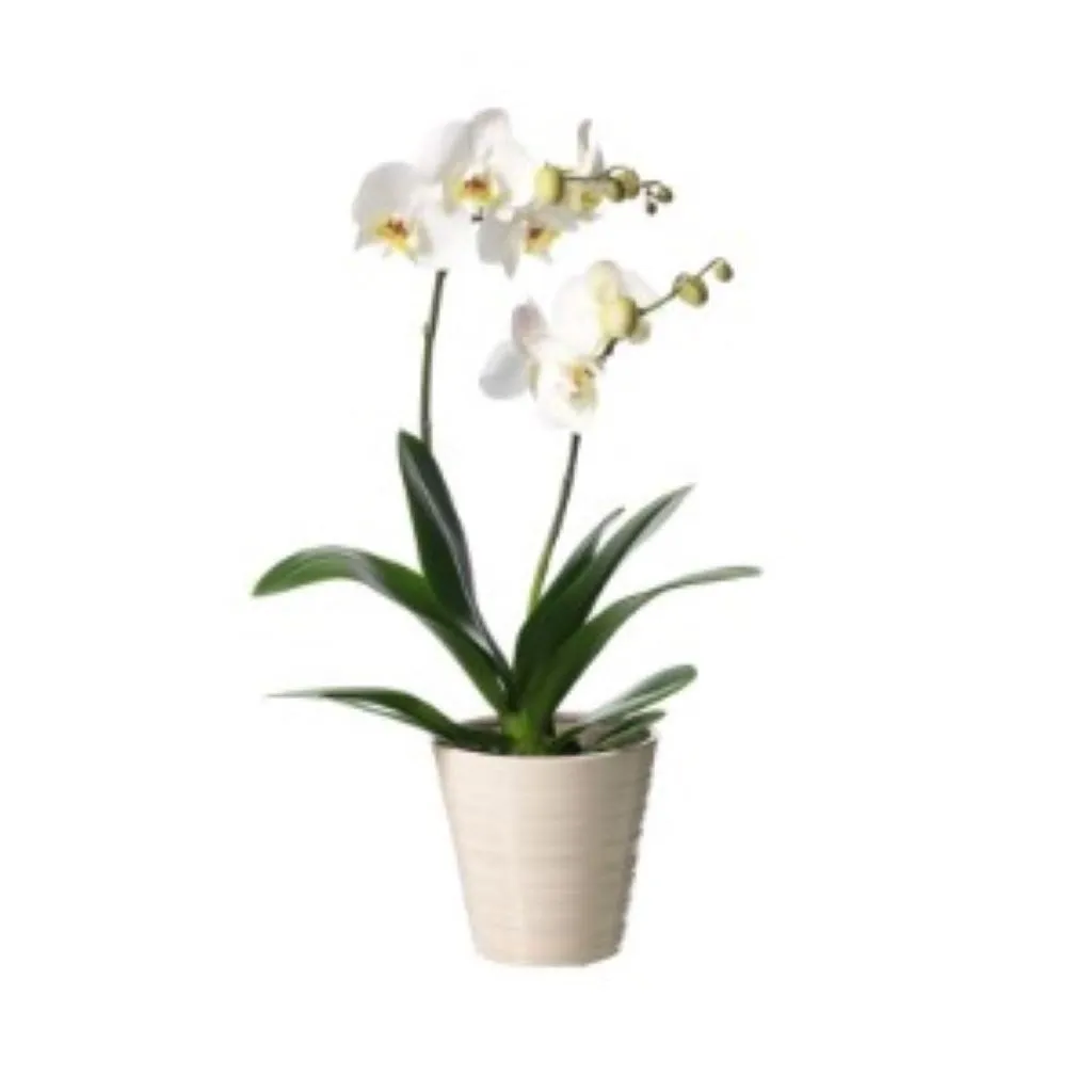 Orchid - Lebanon