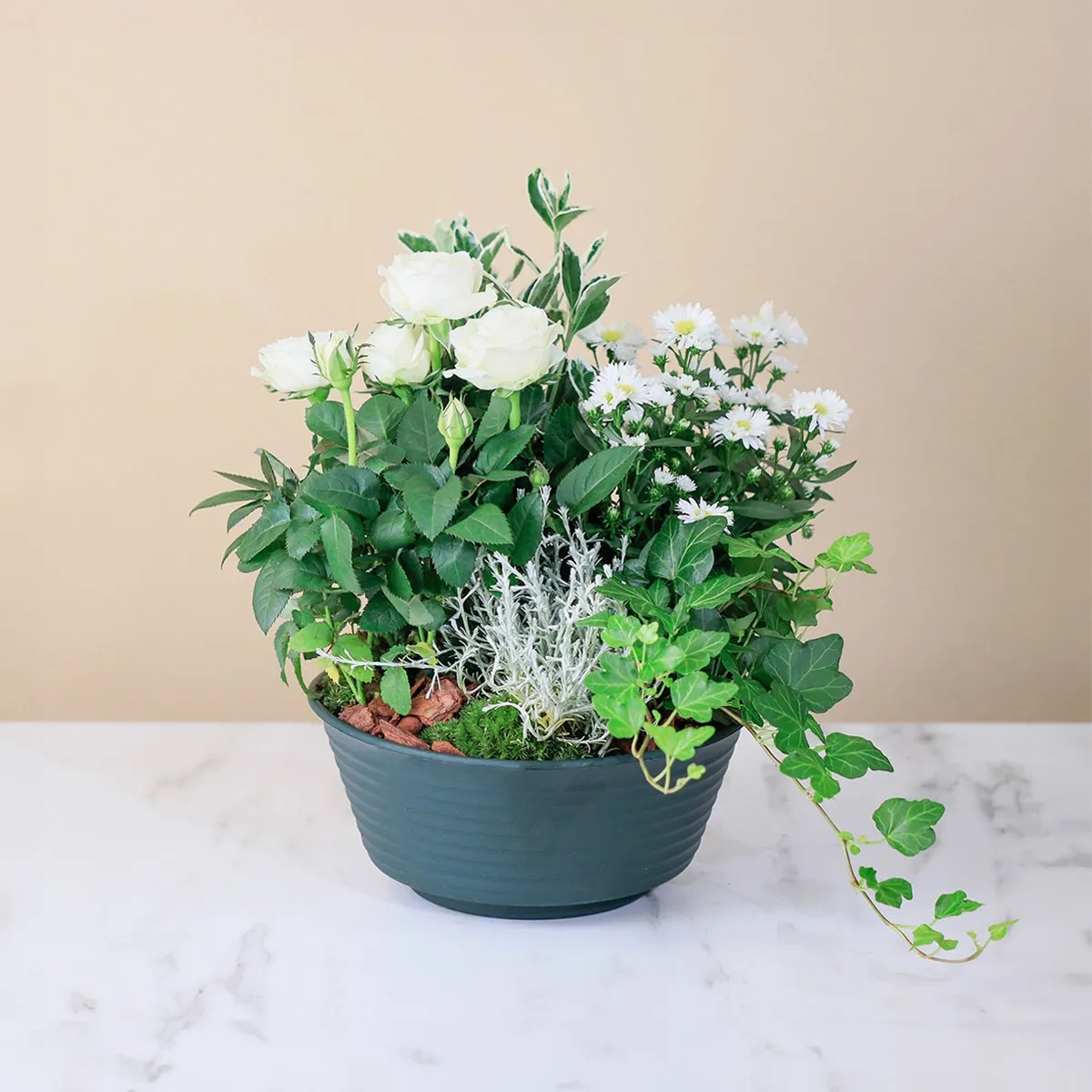 Candido Riposo - Italy