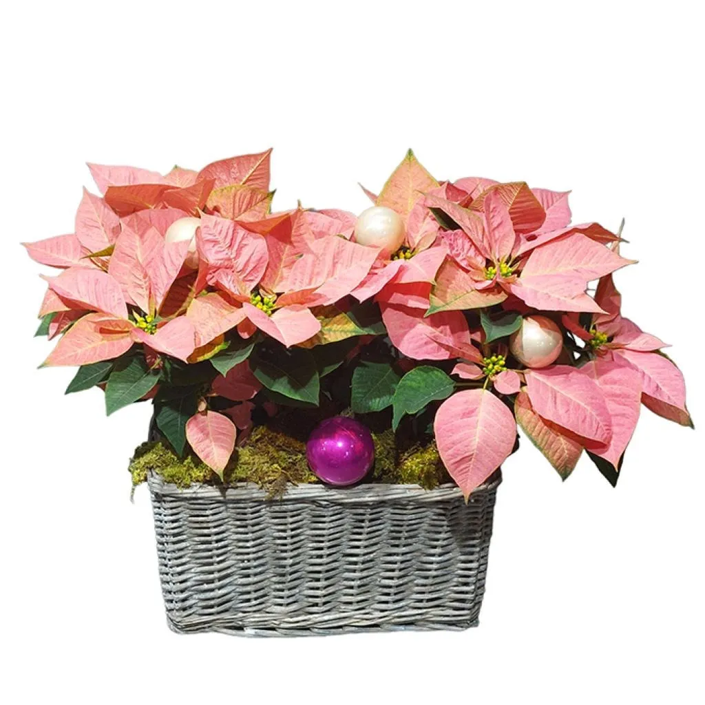 Pink Poinsettias Basket - Lebanon