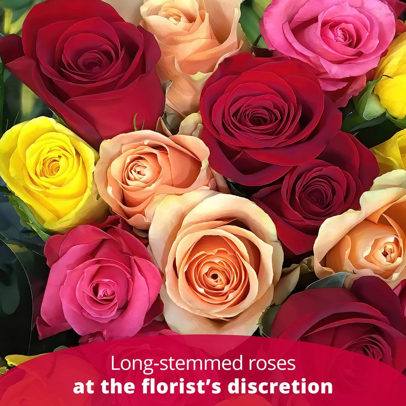 12 ROSES LONG STEM - Spain