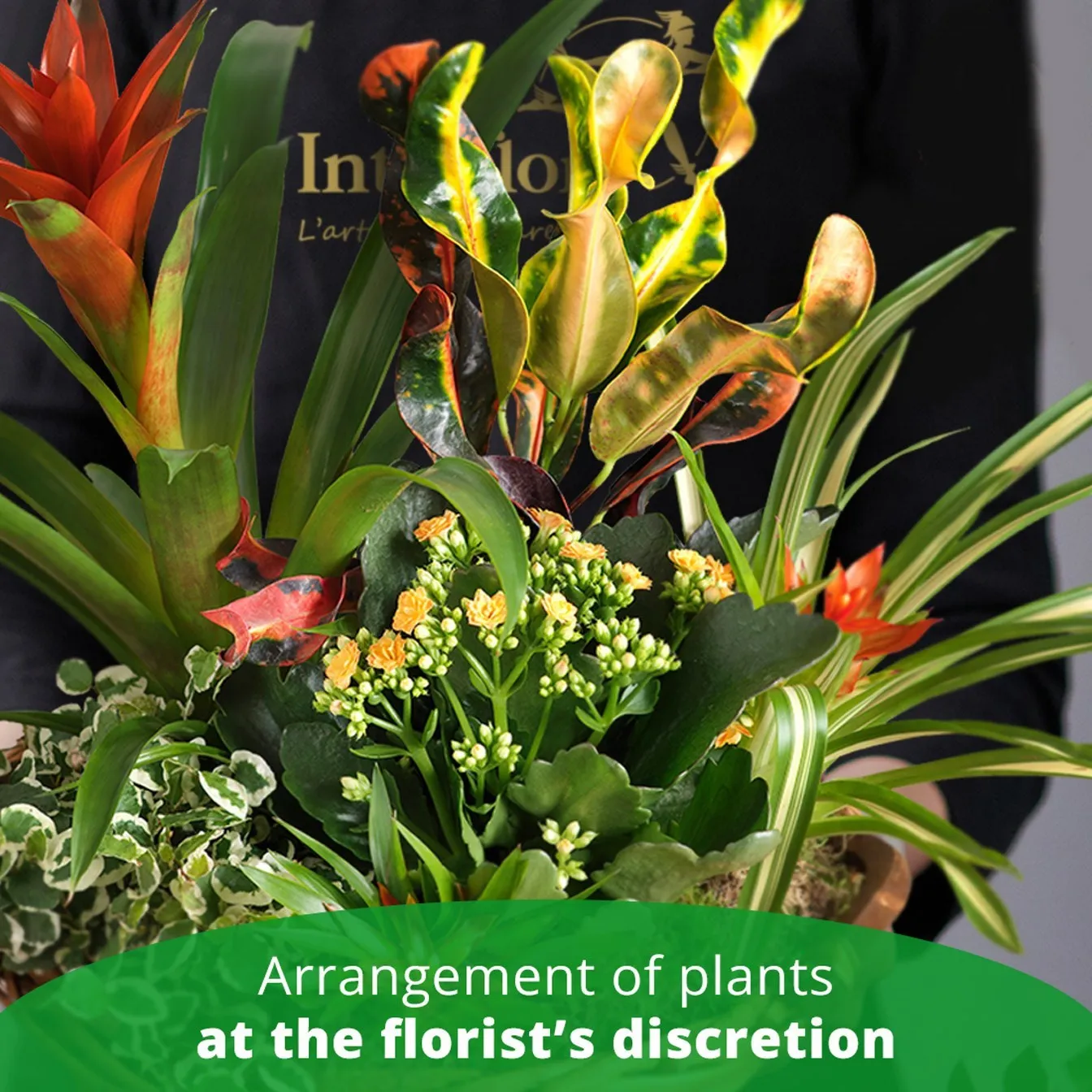 ARRANGEMENT OF PLANTS - Spain