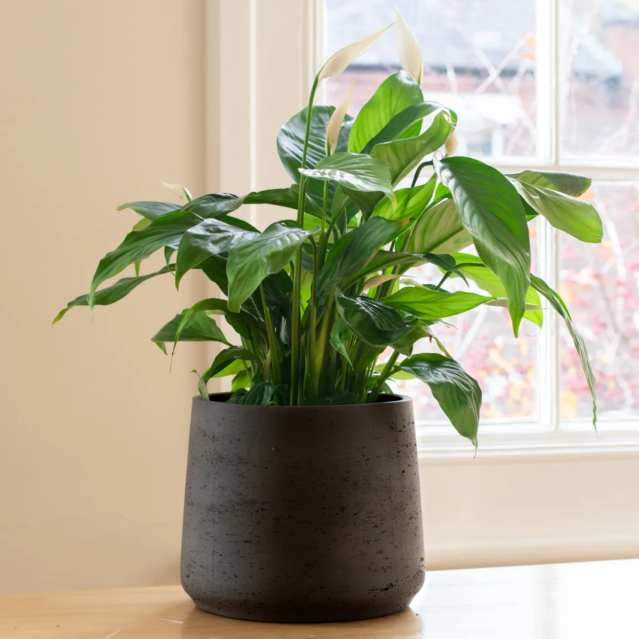 Single Plant - China