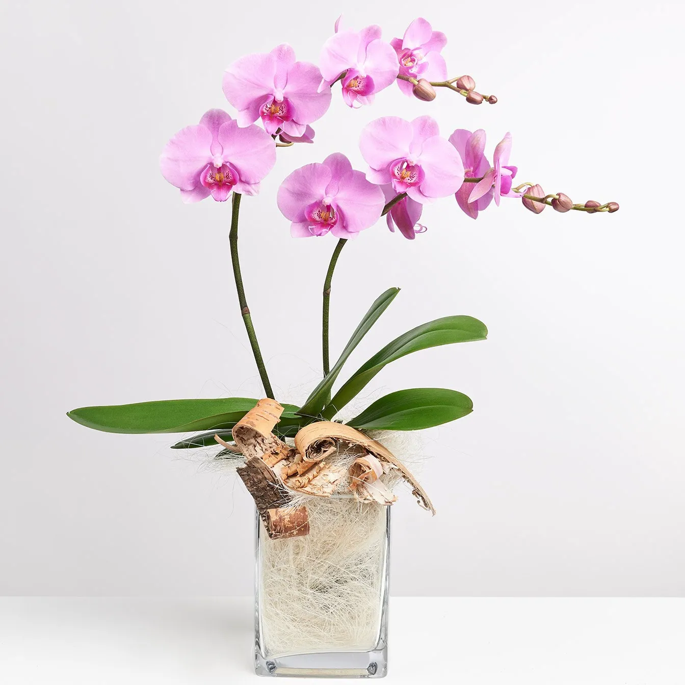 Pink Orchid in Vase with Flax - Germany