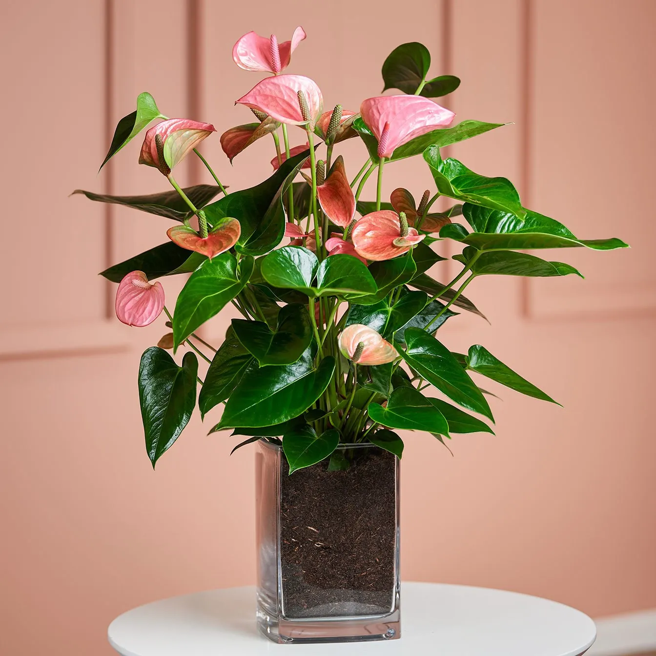 Pink Flamingo Flower in Vase - Germany