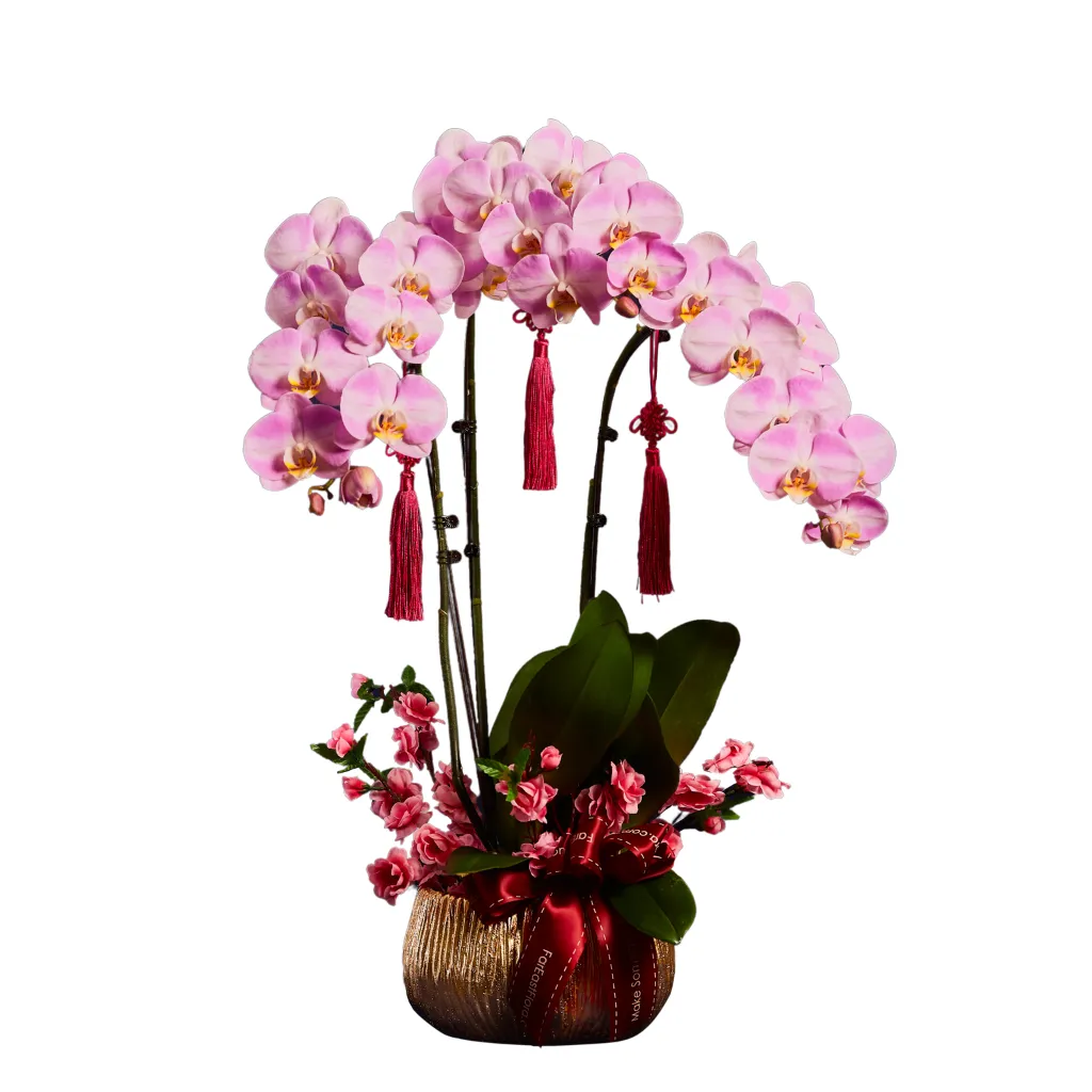 Orchidea Elegance