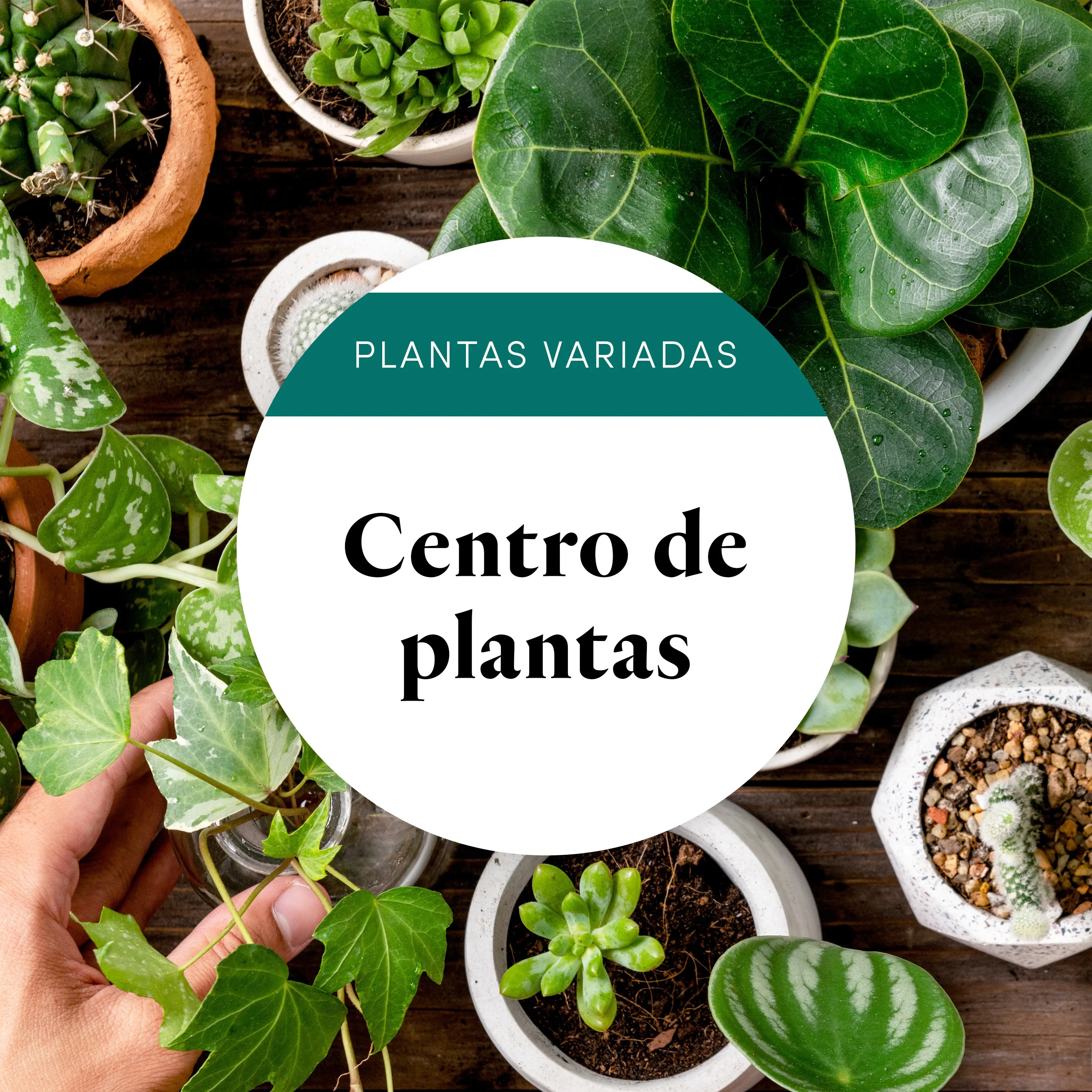 Florist Choice Basket of Plants - Spain