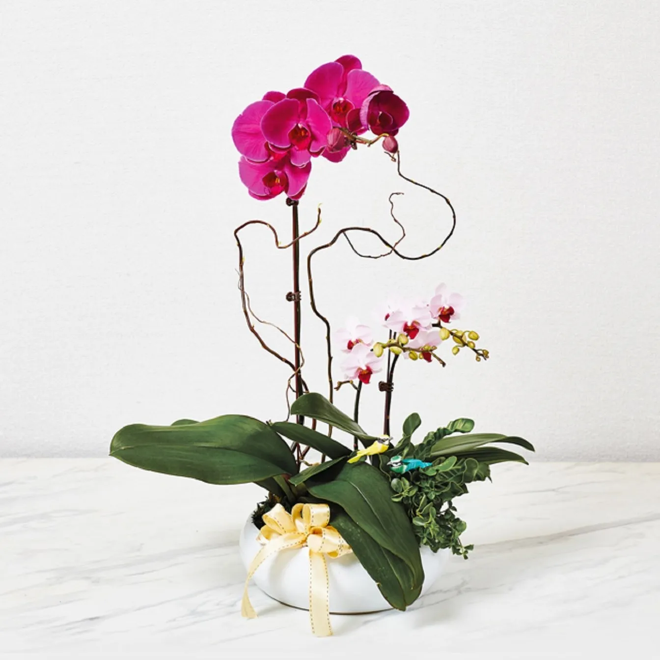 Arrangement of Phalaenopsis Orchid Plants - Indonezja