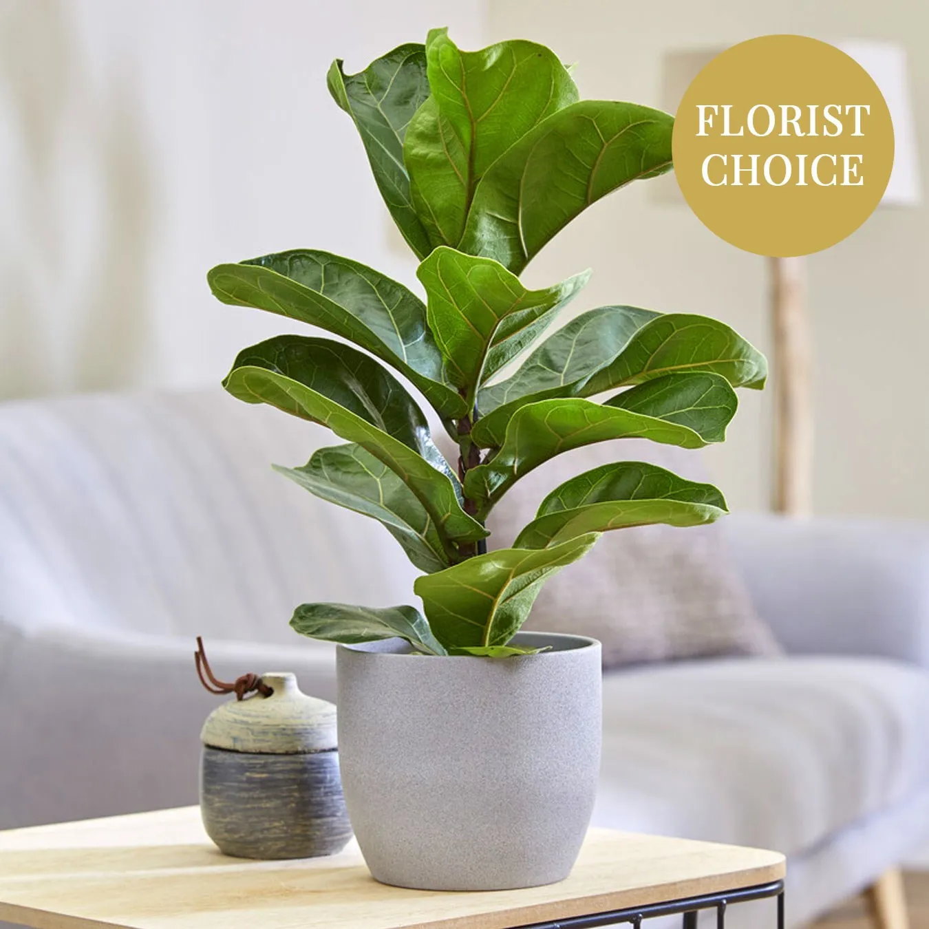 Single Plant - Latvia