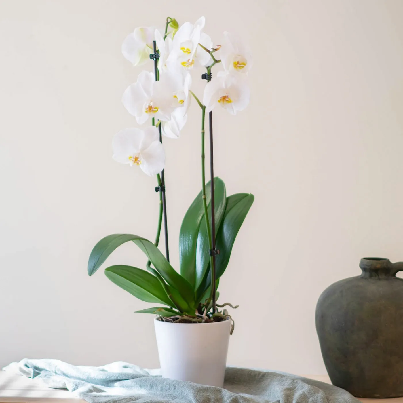 Phalaenopsis Premium Plant - Spain