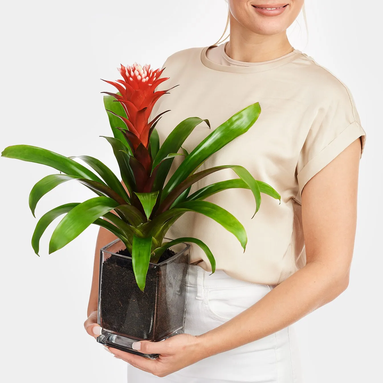 Red Guzmania in Vase - Germany