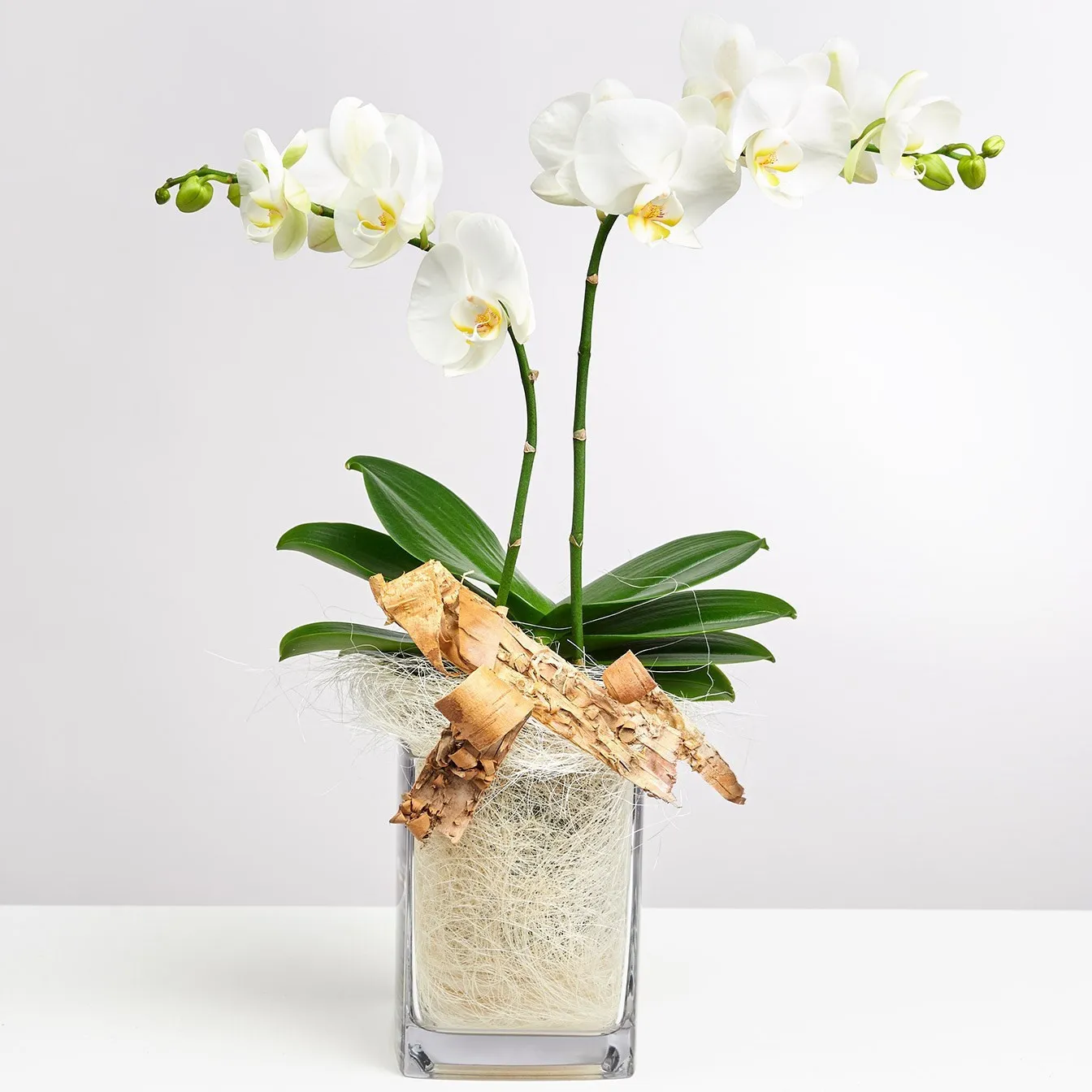 White Orchid in Vase with Flax - Germany