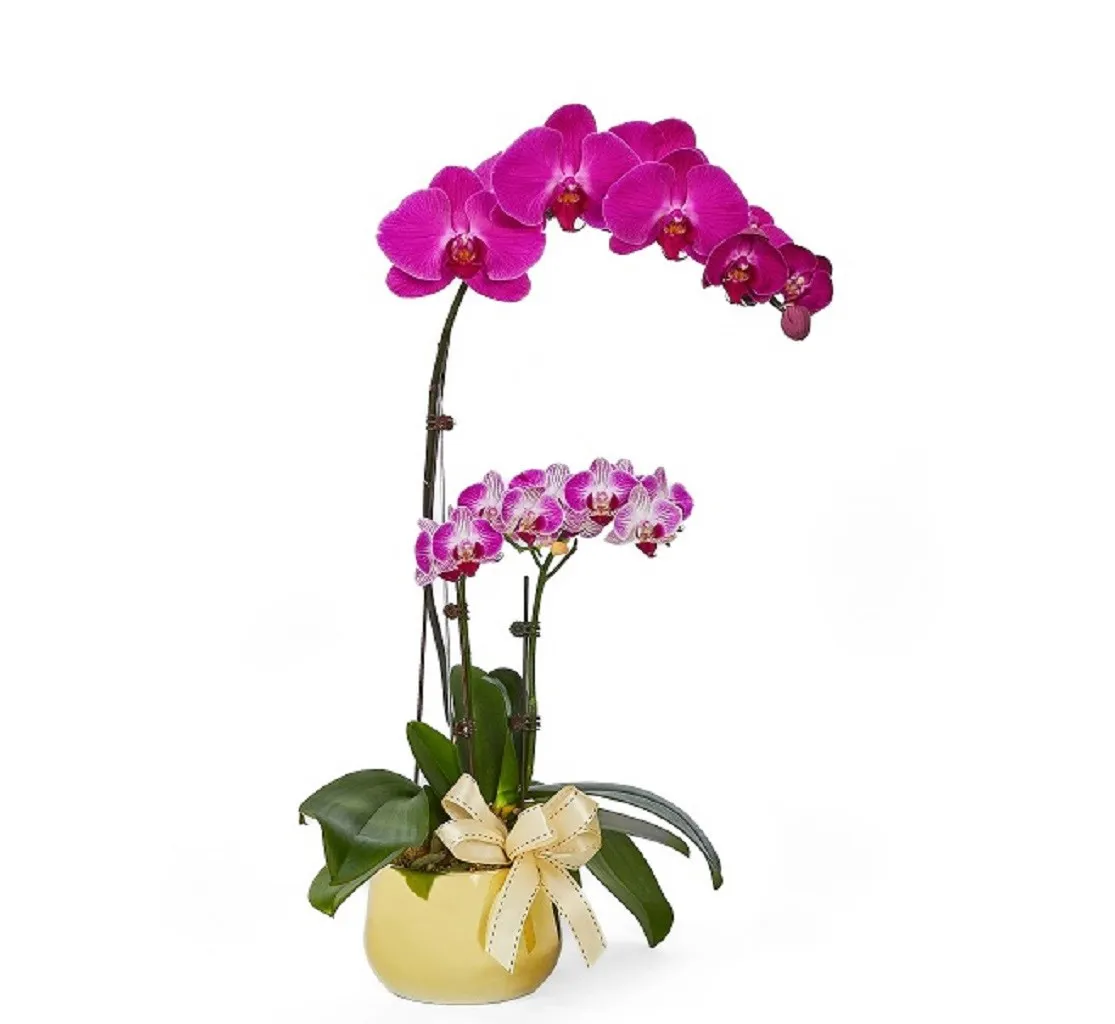 Phalaenopsis - Singapore