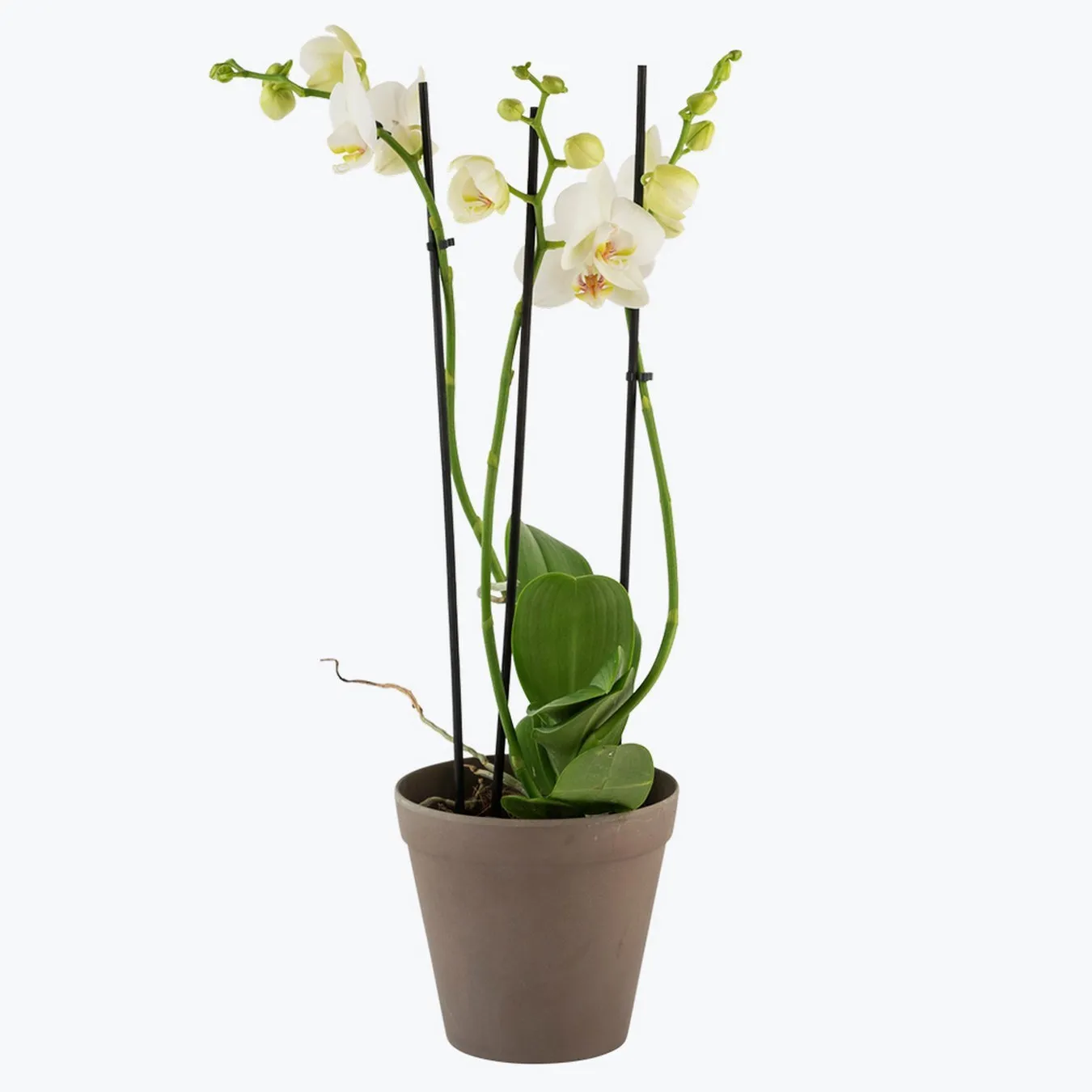 Orchid White Cream 242641 - Norway