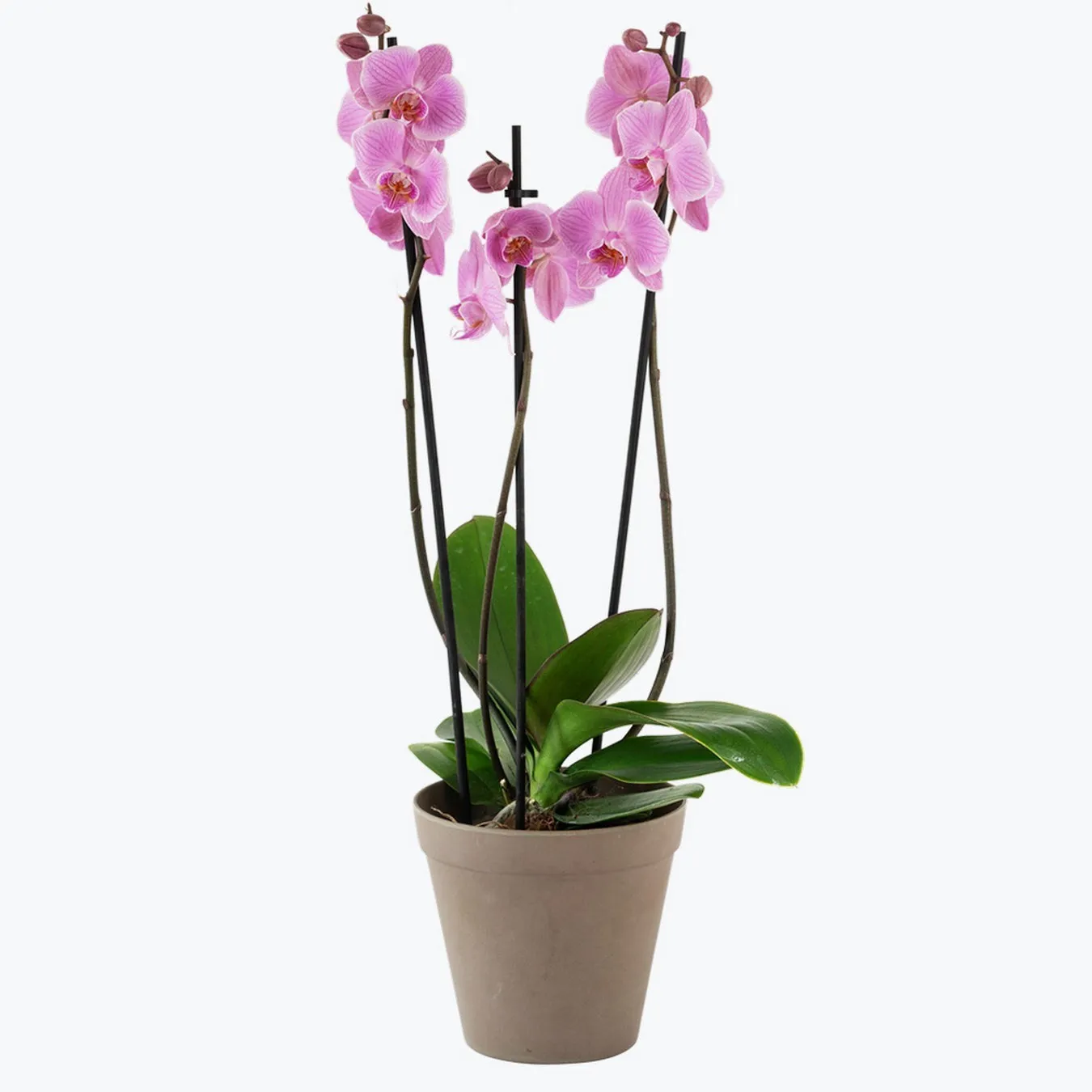 Orchid Pink 242642 - Norway