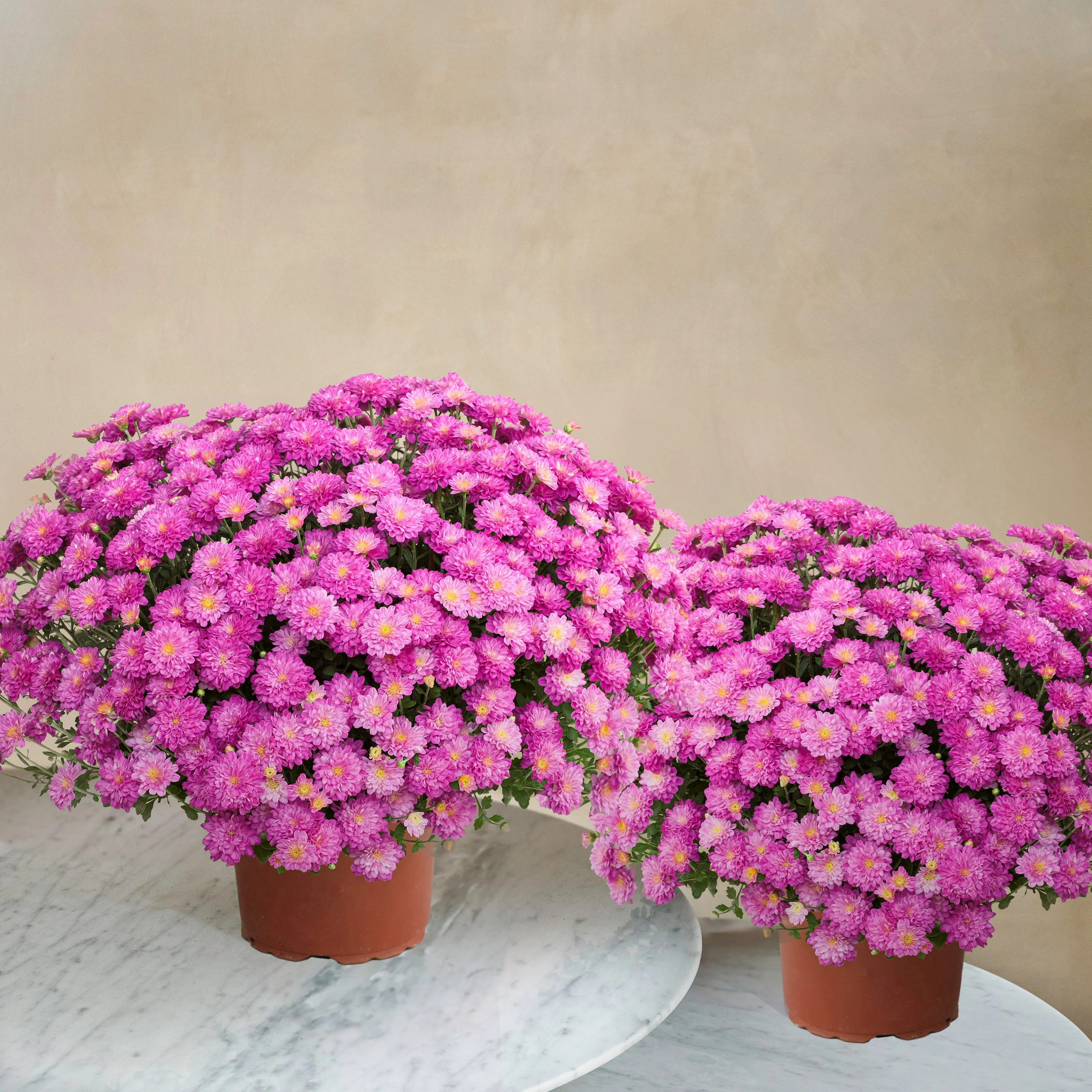 Duo de chrysanthemes roses - Francja