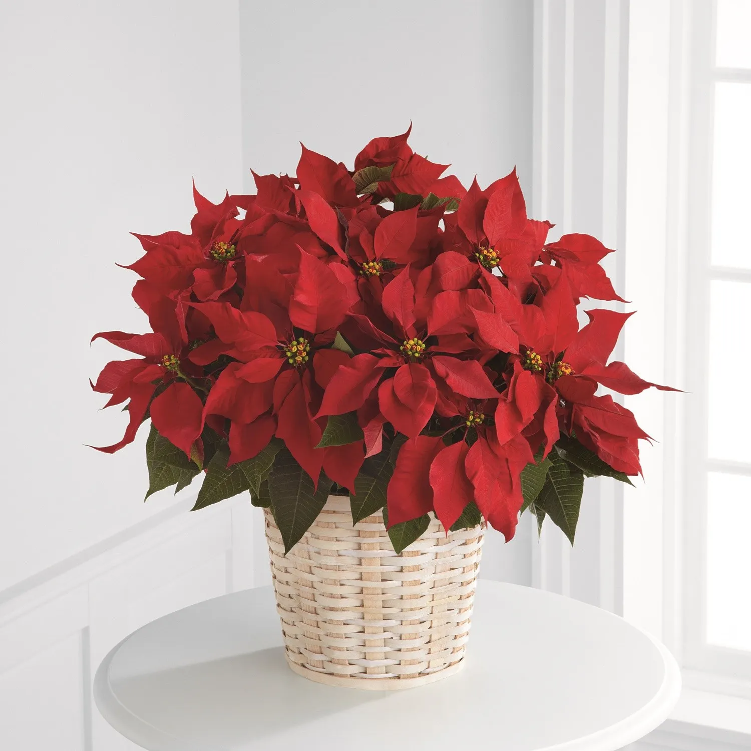 Red Poinsettia Basket - Trinidad & Tobago