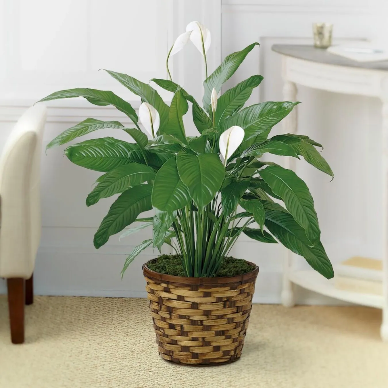Spathiphyllum - Canada