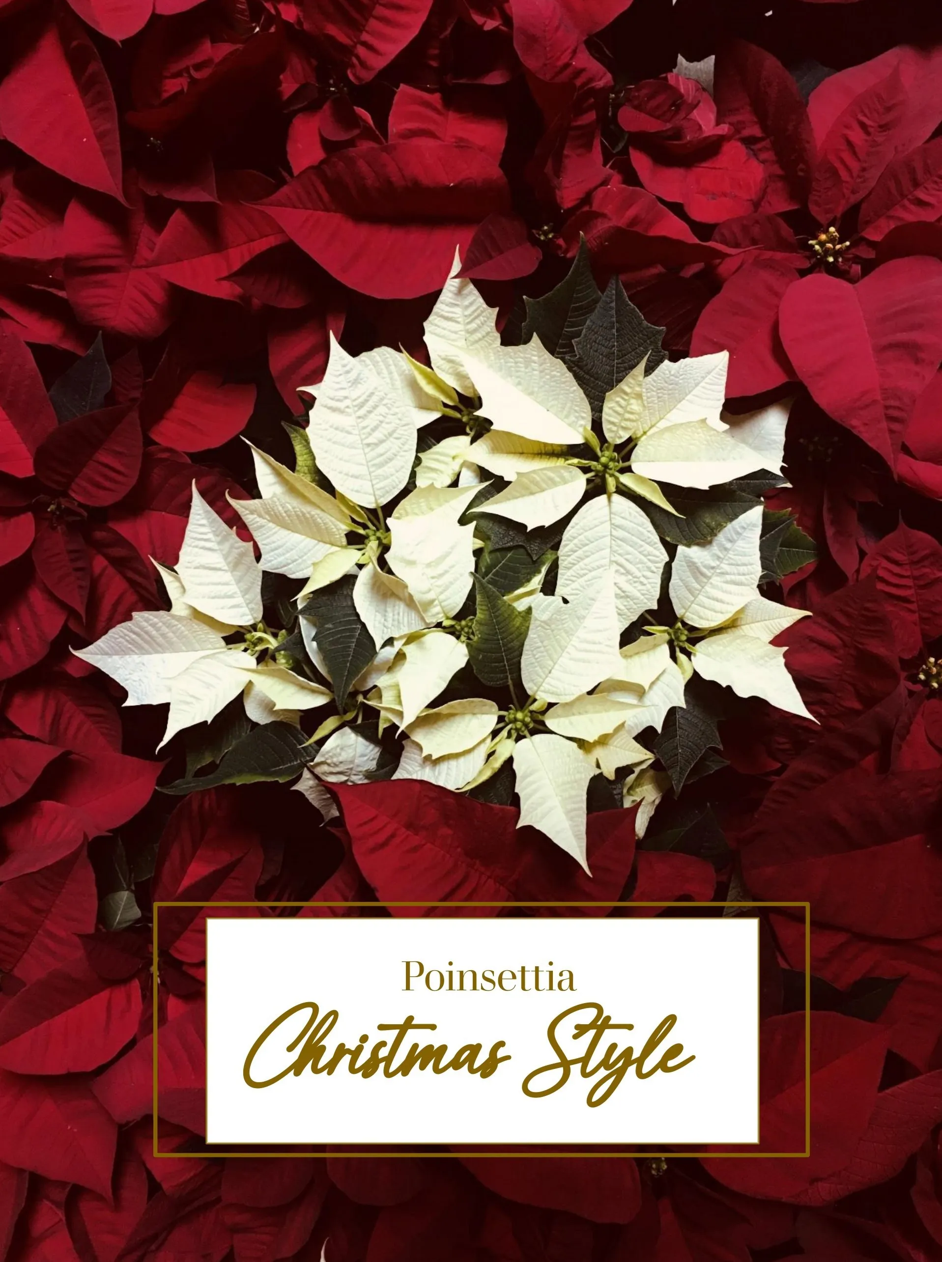 Red Poinsettia Christmas Style - Albania