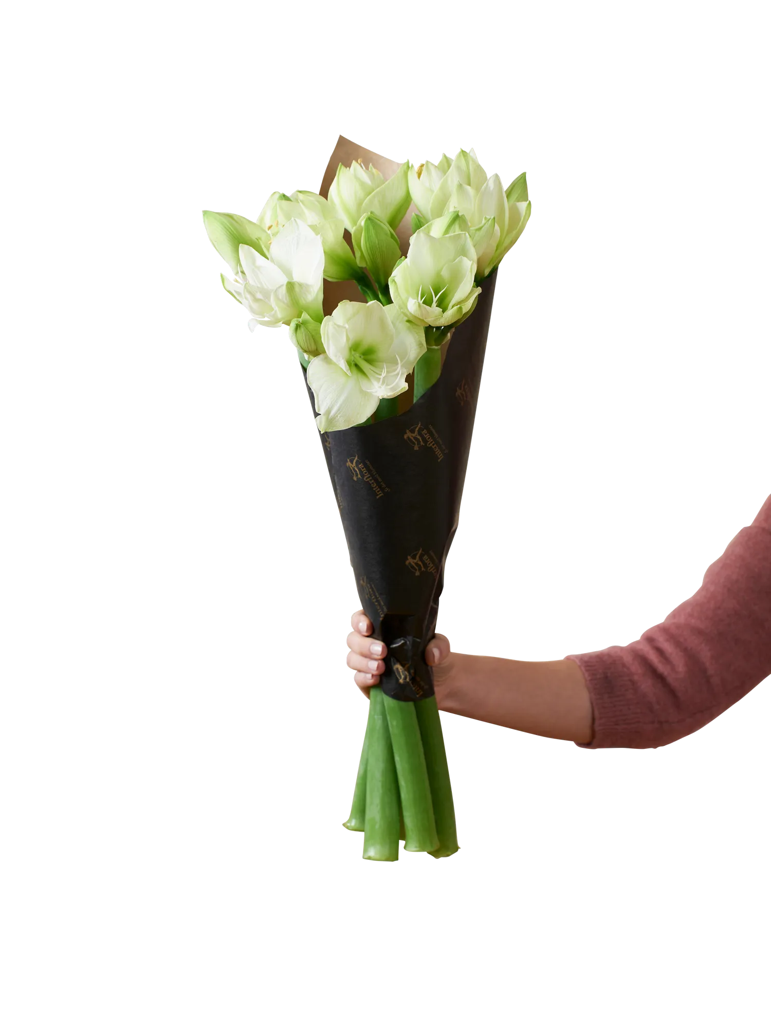 Amaryllis White - Norway