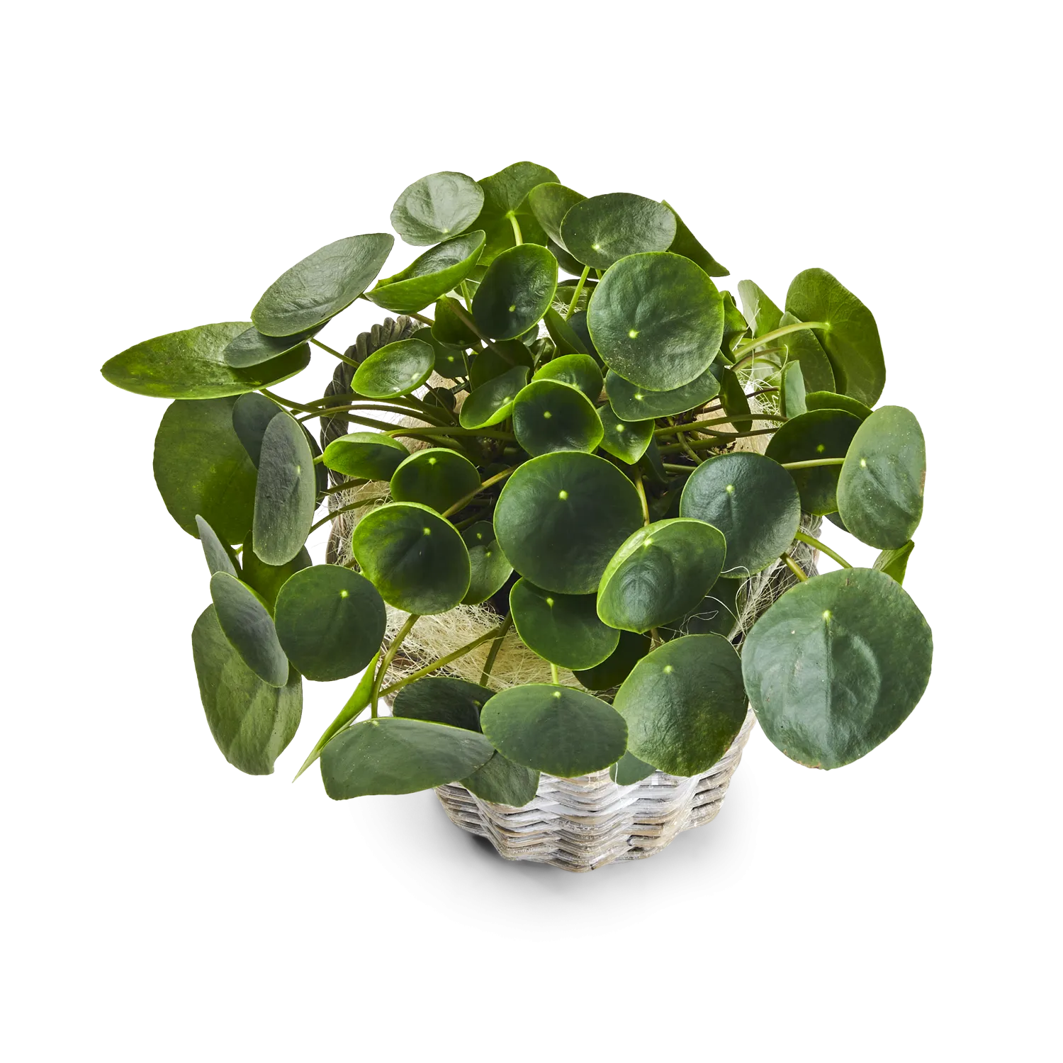 Pilea