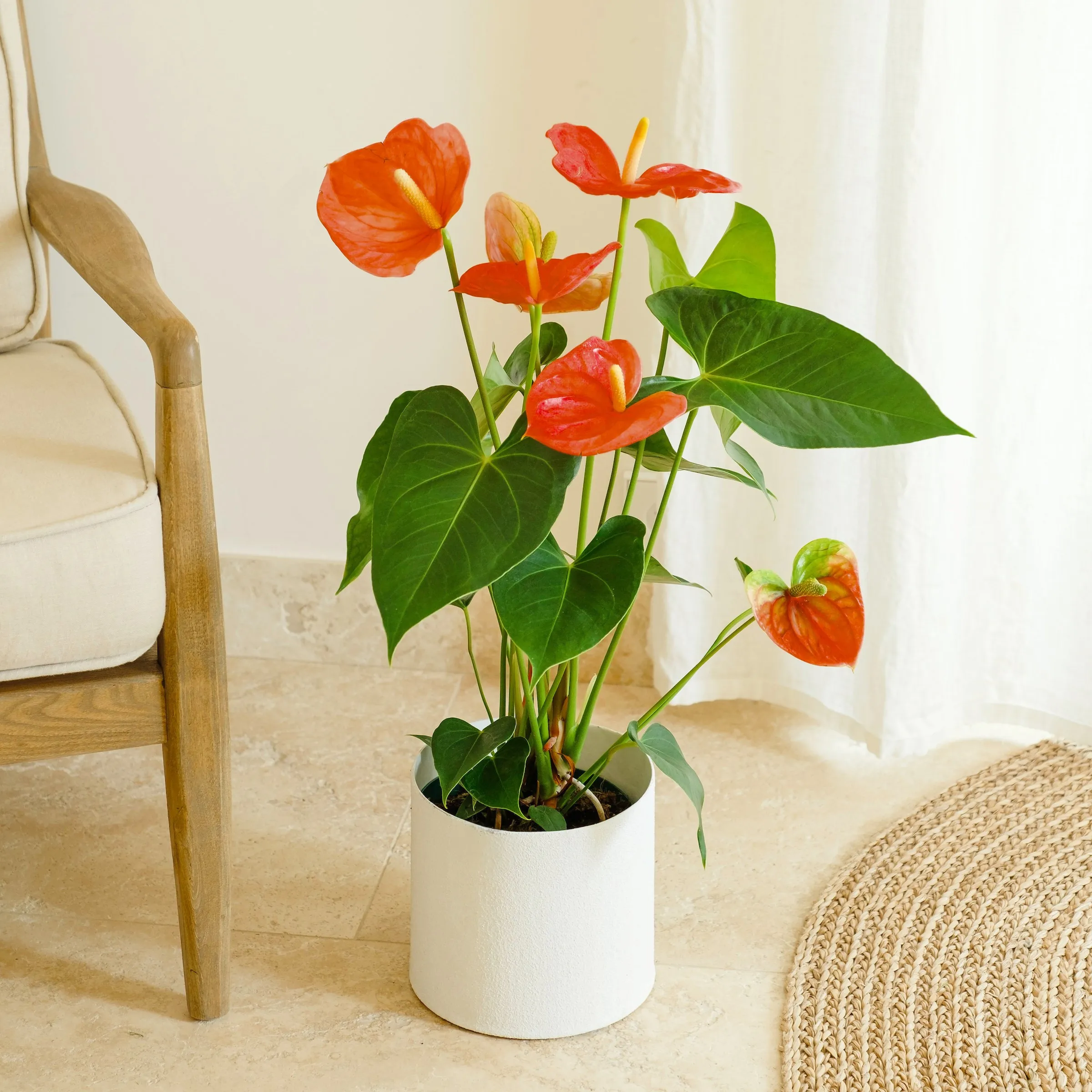 Red Anthurium - Italy