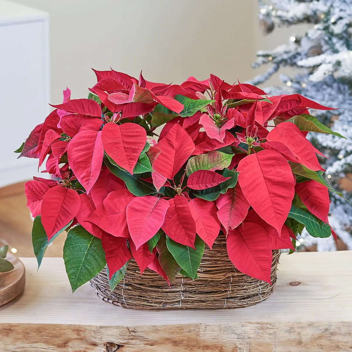 Christmas Star Basket - Portugal