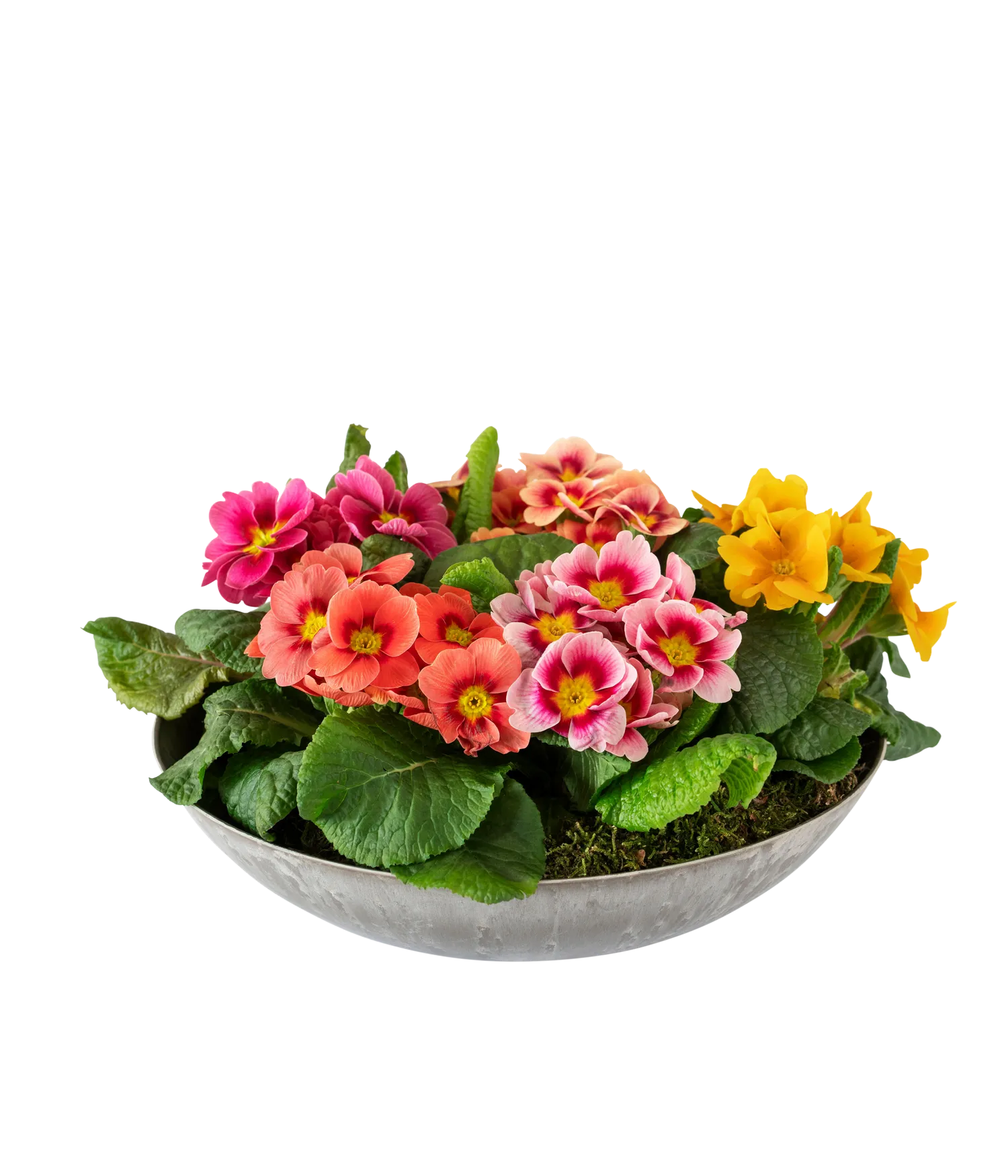 Spring Bowl - Norway