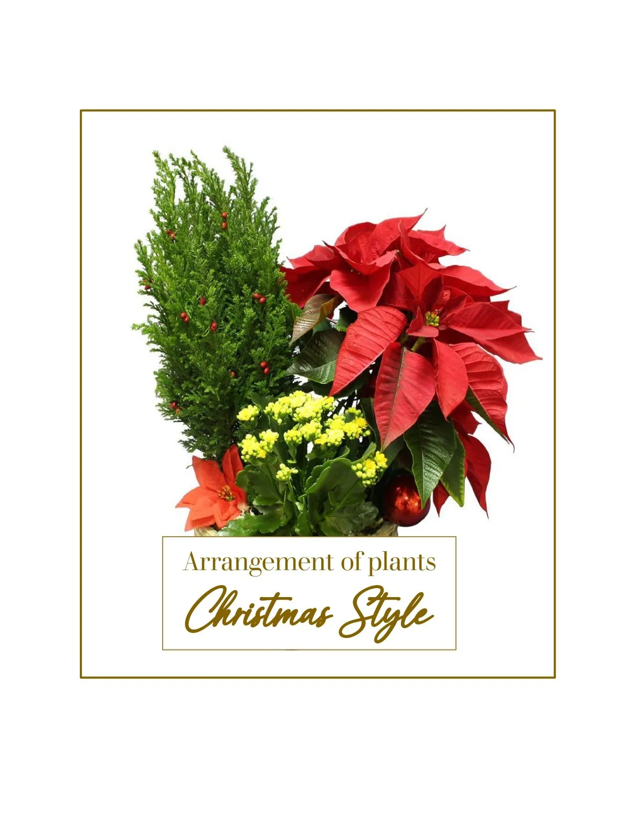 Arrangement of plants - Christmas Style - Albania