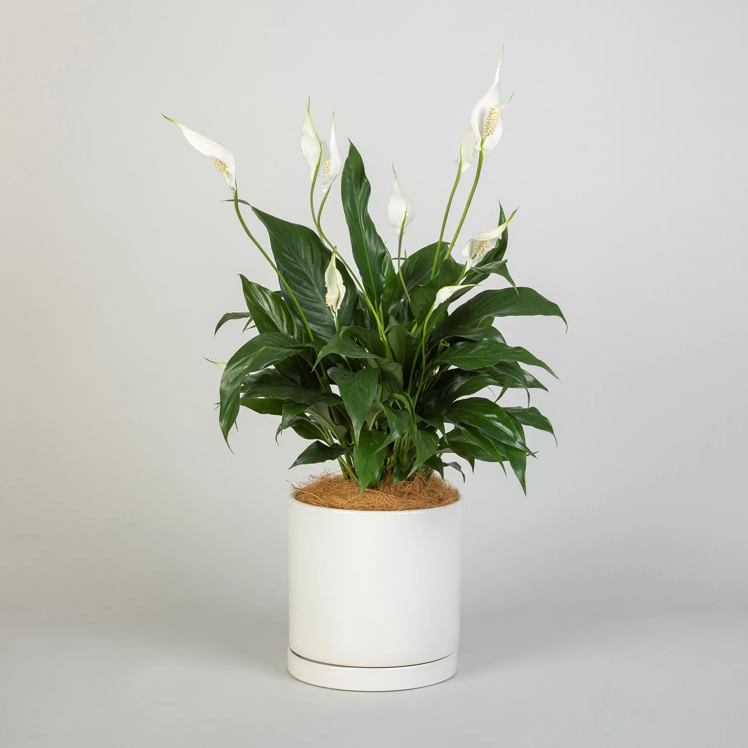 White Peace Lily - Australia