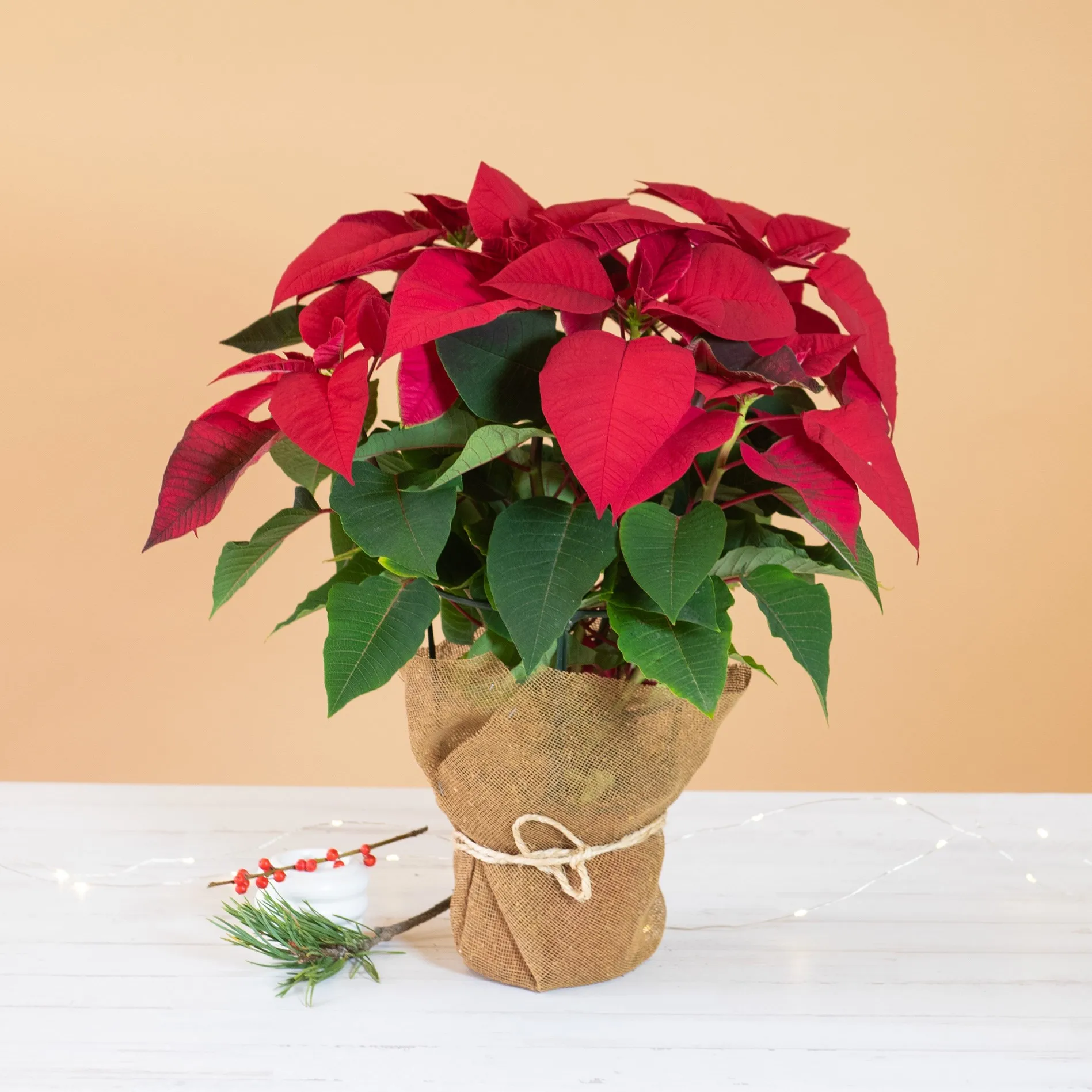 Christmas Star - Italy
