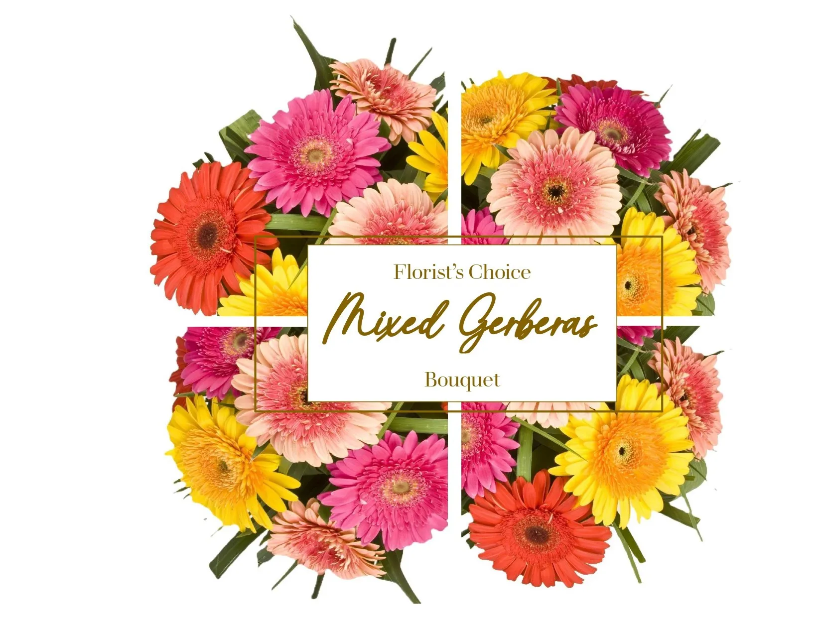 Gerbera - Slovenia