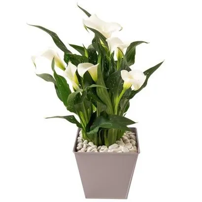 Callas