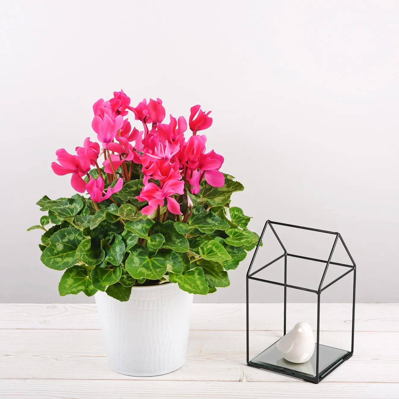 Różowy Cyclamen 