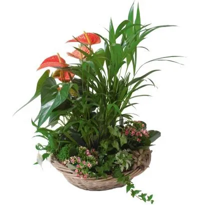 Kompozycja z roślin doniczkowych