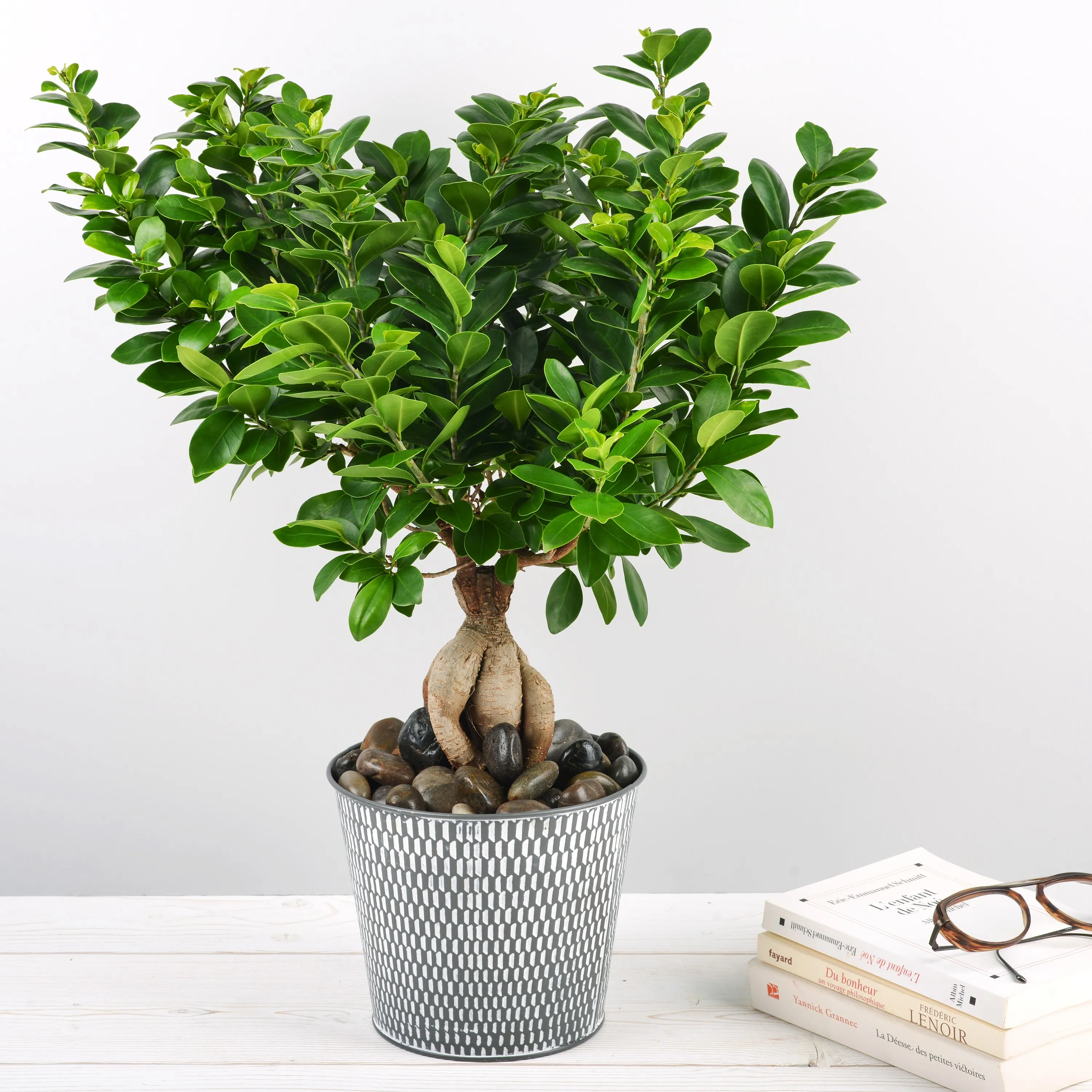 Ficus Ginseng