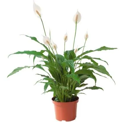 Spathiphyllum